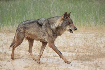 Iberian wolf (Canis lupus signatus) walking through waterlogged ground.