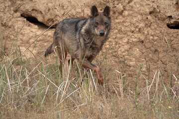 Iberian wolf (Canis lupus signatus) stalking in rugged terrain.