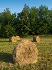 Rural landscape with rolls of hay, meadow and roll bales during summer morning