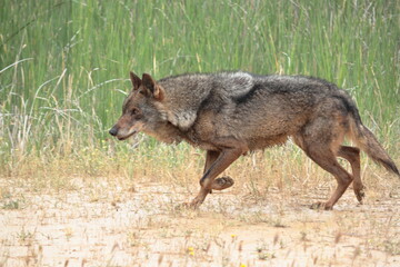 Iberian wolf (Canis lupus signatus) lurking in waterlogged soil.