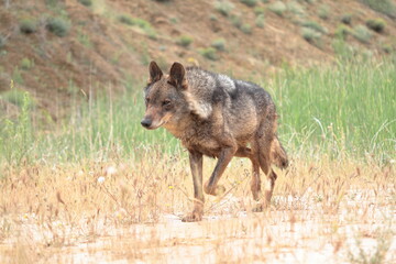 Iberian wolf (Canis lupus signatus) lurking in waterlogged soil.