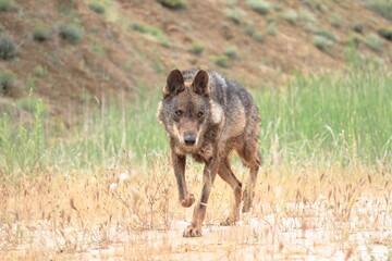 Iberian wolf (Canis lupus signatus) lurking in waterlogged soil.