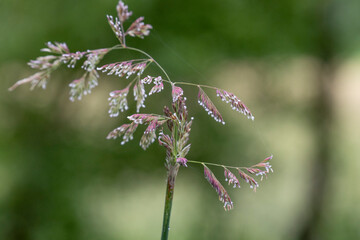 Raindrops glisten on the flower panicles of grasses