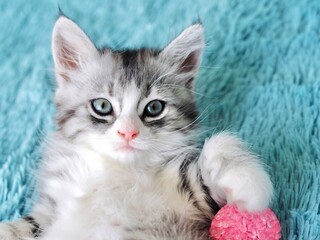 Cute funny fluffy striped grey cat playing with pink ball. Little curious kitten lying over blue blanket. Concept of caring for pets