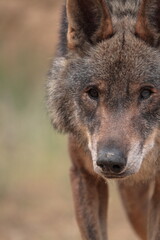 Naklejka na ściany i meble Close-up of the gaze of Iberian Wolf (Canis lupus signatus)