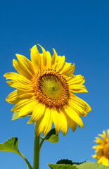 Closeup of the beautiful sunflower is blooming under the clear blue sky.