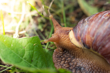 Detail of brown Giant African Land snail against blurred natural background. Selective focus