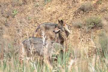 pair of Iberian wolves (Canis lupus signatus) enters the vegetation. 