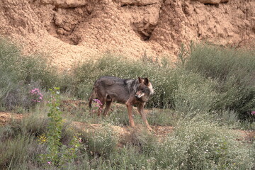 Iberian wolf (Canis lupus signatus) in rugged terrain - obrazy, fototapety, plakaty