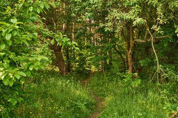 leśna letnia ścieżka