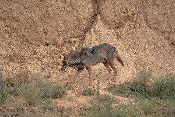 Obraz na płótnie Canvas Iberian wolf (Canis lupus signatus) moving through rough terrain.