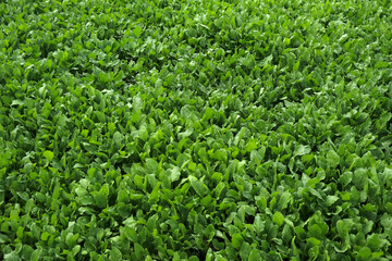 Lush green Spinach cultivated in vegetable field, Fresh green leaves background