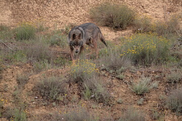 Iberian wolf (Canis lupus signatus) moving through rough terrain.