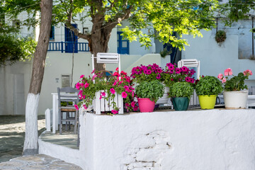 Fototapeta na wymiar Greek flower pots with colorful petunia and basil plants, Folegandros Chora piazza. Cyclades islands, Greece