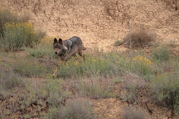 Iberian wolf (Canis lupus signatus) moving through rough terrain.
