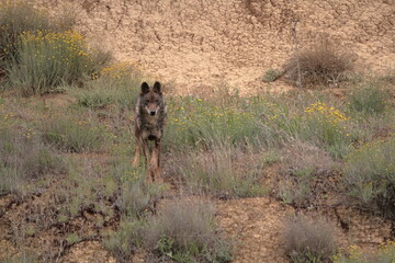 Fototapeta na wymiar Iberian wolf (Canis lupus signatus) moving through rough terrain.