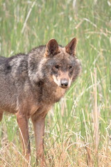 Iberian wolf (Canis lupus signatus) stalking among the vegetation of a wetland.