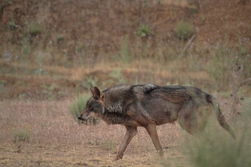 pair of Iberian wolves (Canis lupus signatus) walking in profile.