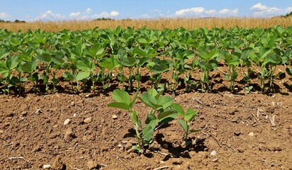 Young soybeans plant in an agricultural field on summertime