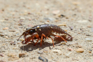 a river crab walks in the sun