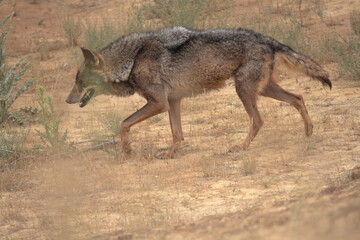 Fototapeta na wymiar Iberian wolves (Canis lupus signatus) searching for a trail in arid terrain.