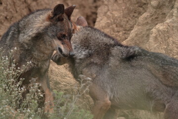 couple Iberian wolves (Canis lupus signatus) between the Mediterranean vegetation.