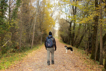 a man walks through nature, surrounded by trees and leaves. it is autumn. a black and white border collie dog goes next to him