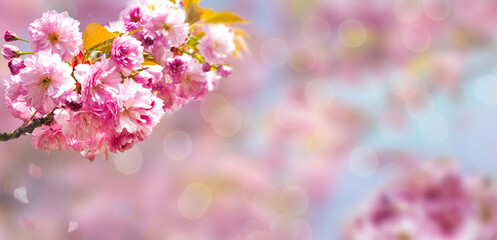 Spring background with a sprig of blooming sakura.Blurred space for text.