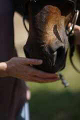 Close up of  female hand stroking a brown horse nose- Tenderness and caring for animals concept.   