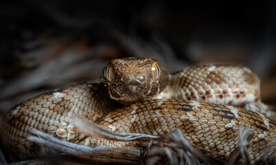 Naklejka premium deadly saw scaled viper from Dubai desert 