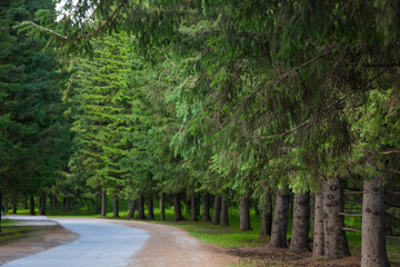 Fototapeta na wymiar Botanical garden with large beautiful spruce trees and a walking path