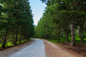 Fototapeta na wymiar Botanical garden with large beautiful spruce trees and a walking path.