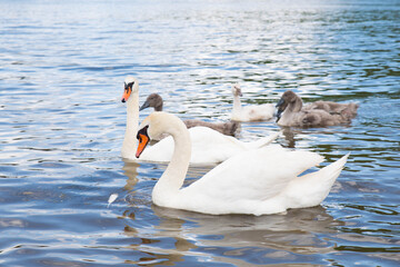 Swan family, mother with her chicks, swimming on the river Moselle in Germany