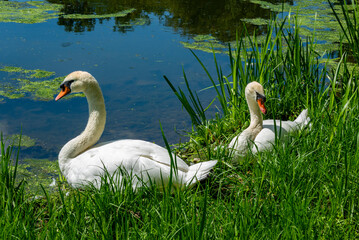White swans by the lake in the reeds