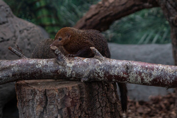 Common kusimanse