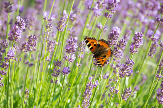 Tortoiseshell butterfly on levander plants