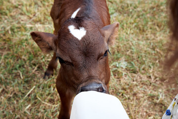 Closeup of baby brown calf with white birthmark sucking on white bottle