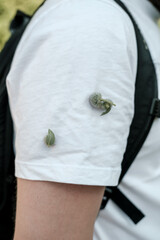 Thorny burdock bud stuck to a t-shirt, to a man shoulder. Close-up.