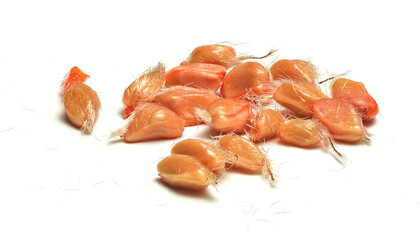 Rosehips ( Rosa Canina fruits ) seeds isolated on white background