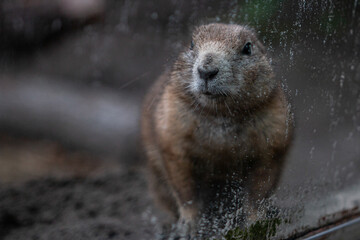 prairiedog sitting by the glass