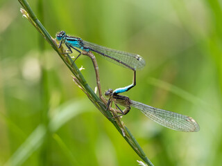 Common Blue Damselflies Mating on a Grass Stem
