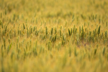 Golden wheat field in summer