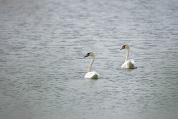 Two swans on the lake