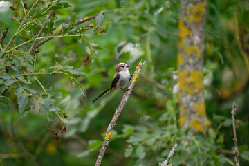 Long-tailed tit on a branch in the wild (Aegithalos caudatus)