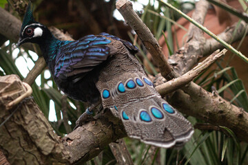 Palawan peacock-pheasant sitting in a tree