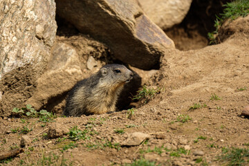 Baby marmot close-up