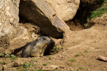 Juvenile alpine marmot close-up