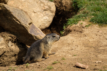 Baby marmot close-up