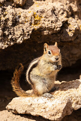 Hello Golden Mantled squirrel on a rock