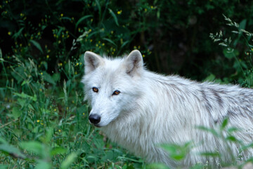 Obraz premium White wolf portrait on green background